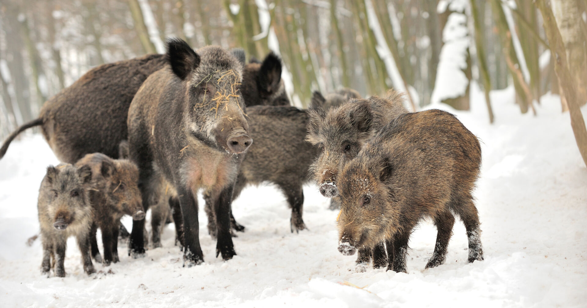 Wildschweine und Wildschweinbabys im Schnee im Wald.