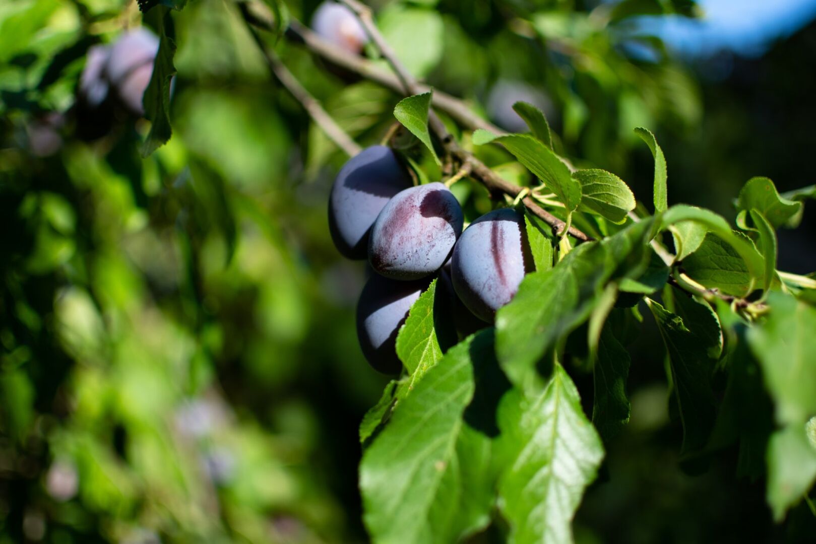 Zwetschken auf einem Baum | Credit: iStock.com/DE92