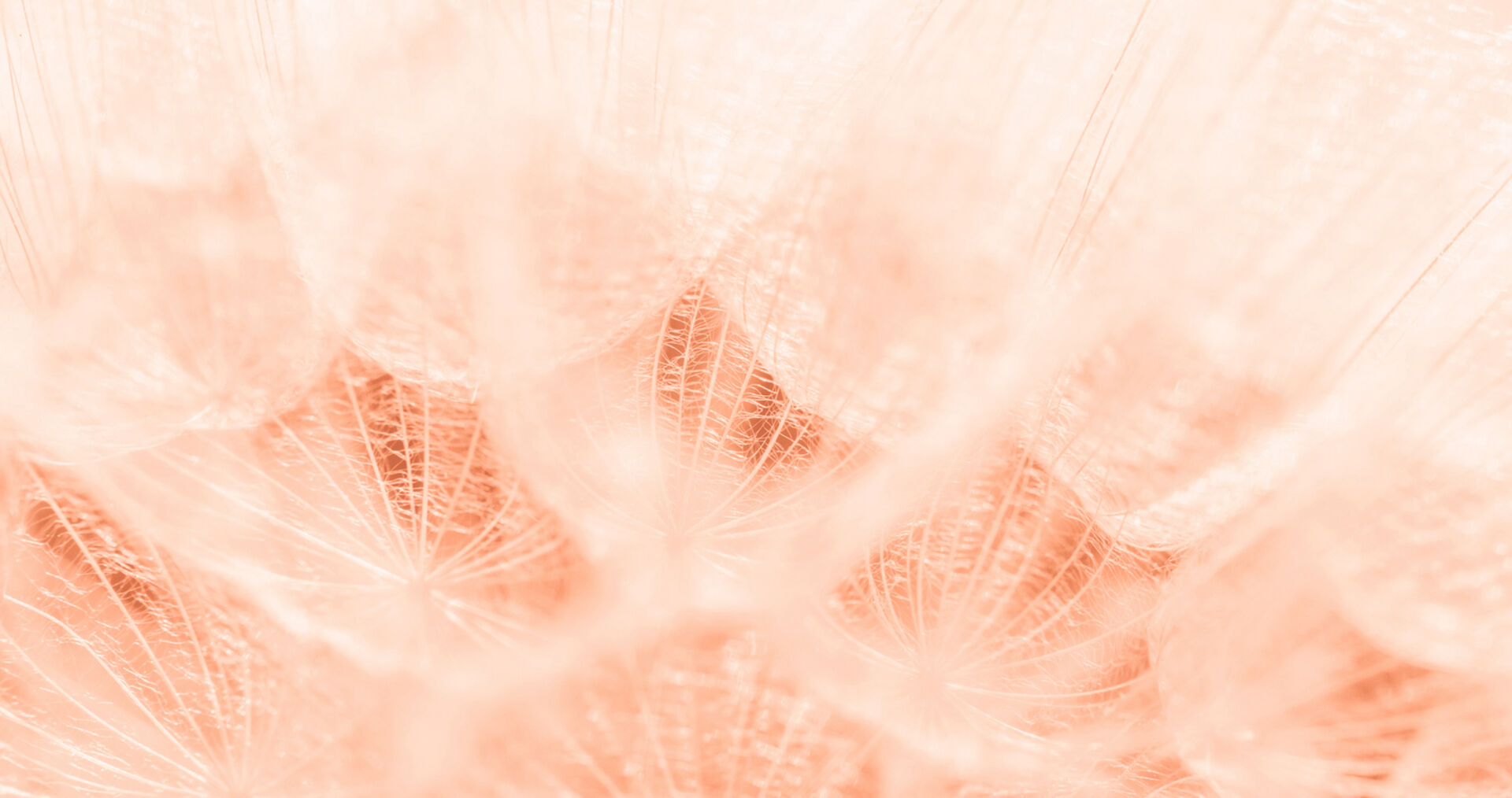 Federn in verschiedenen Tönen zarter Koralle