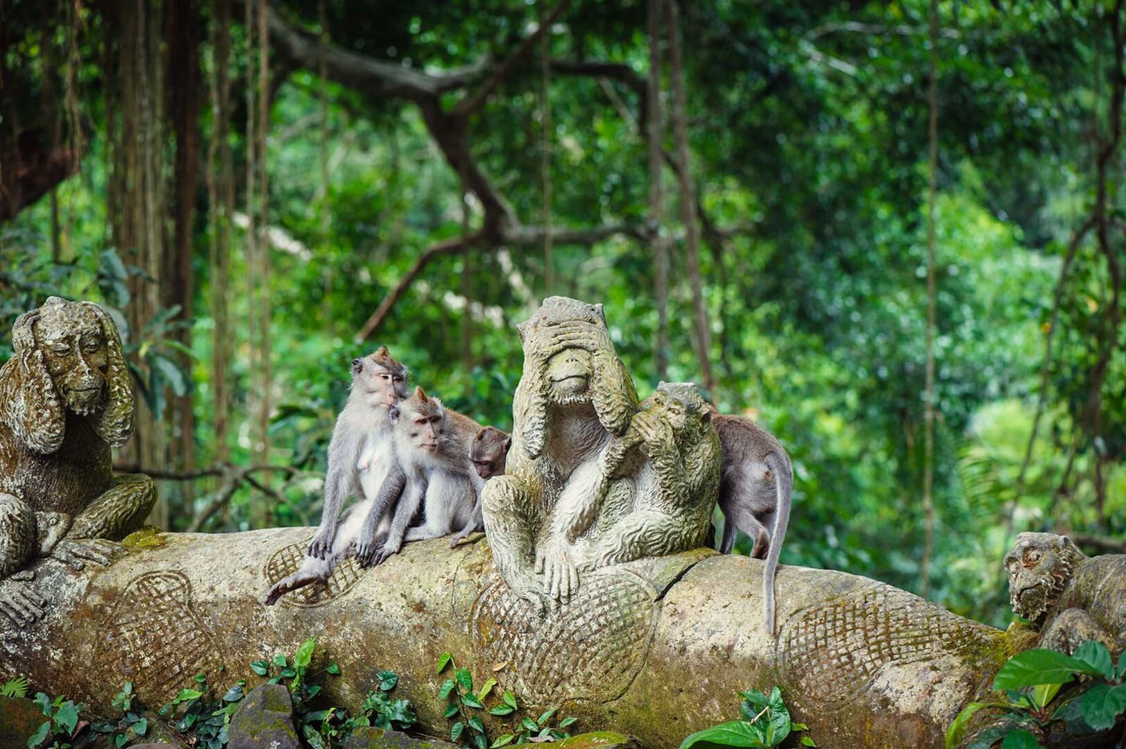 Monkey Forest in Ubud | Credit: iStock.com/nvelichko