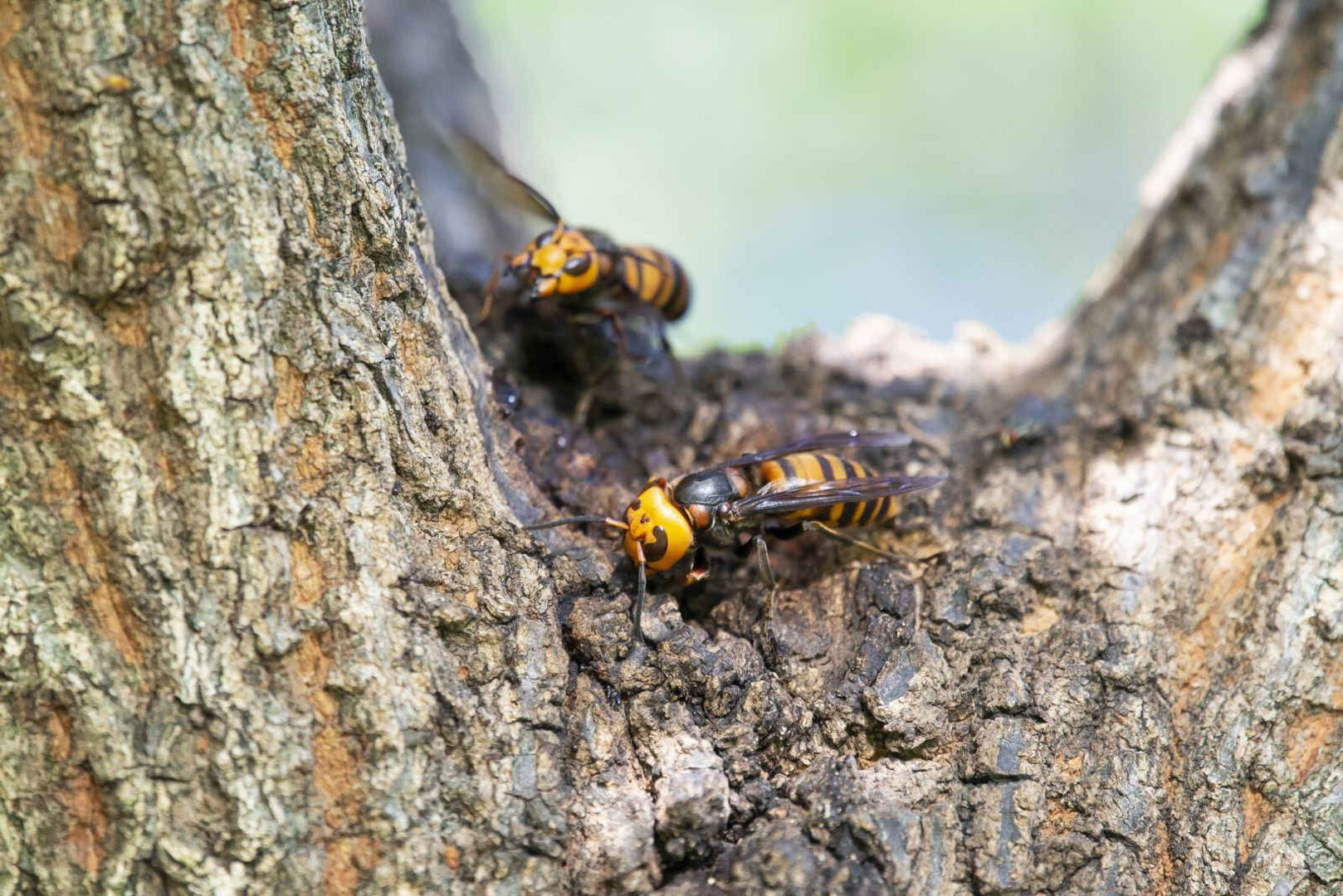 Asiatische Hornissen an einem Baumstamm.