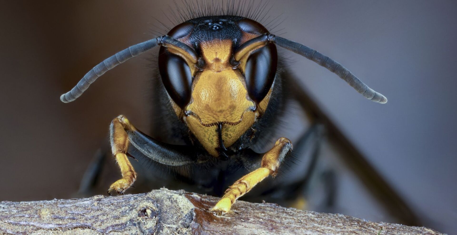 Makroaufnahme einer Asiatischen Hornisse