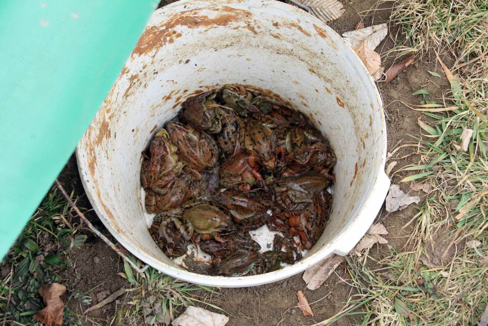 Viele Frösche und Kröten in einem Kübel.