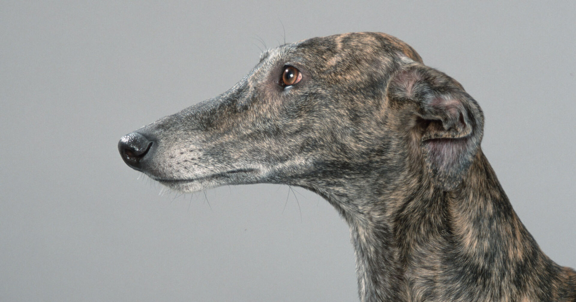 Ein spanischer Windhund.