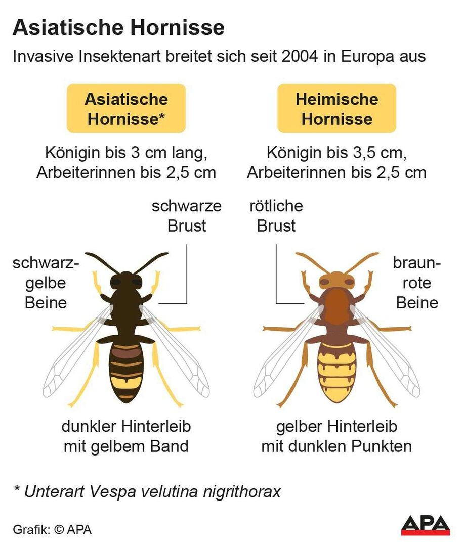 Grafische Darstellung zur Unterscheidung der Asiatischen von der Europäischen Hornisse.