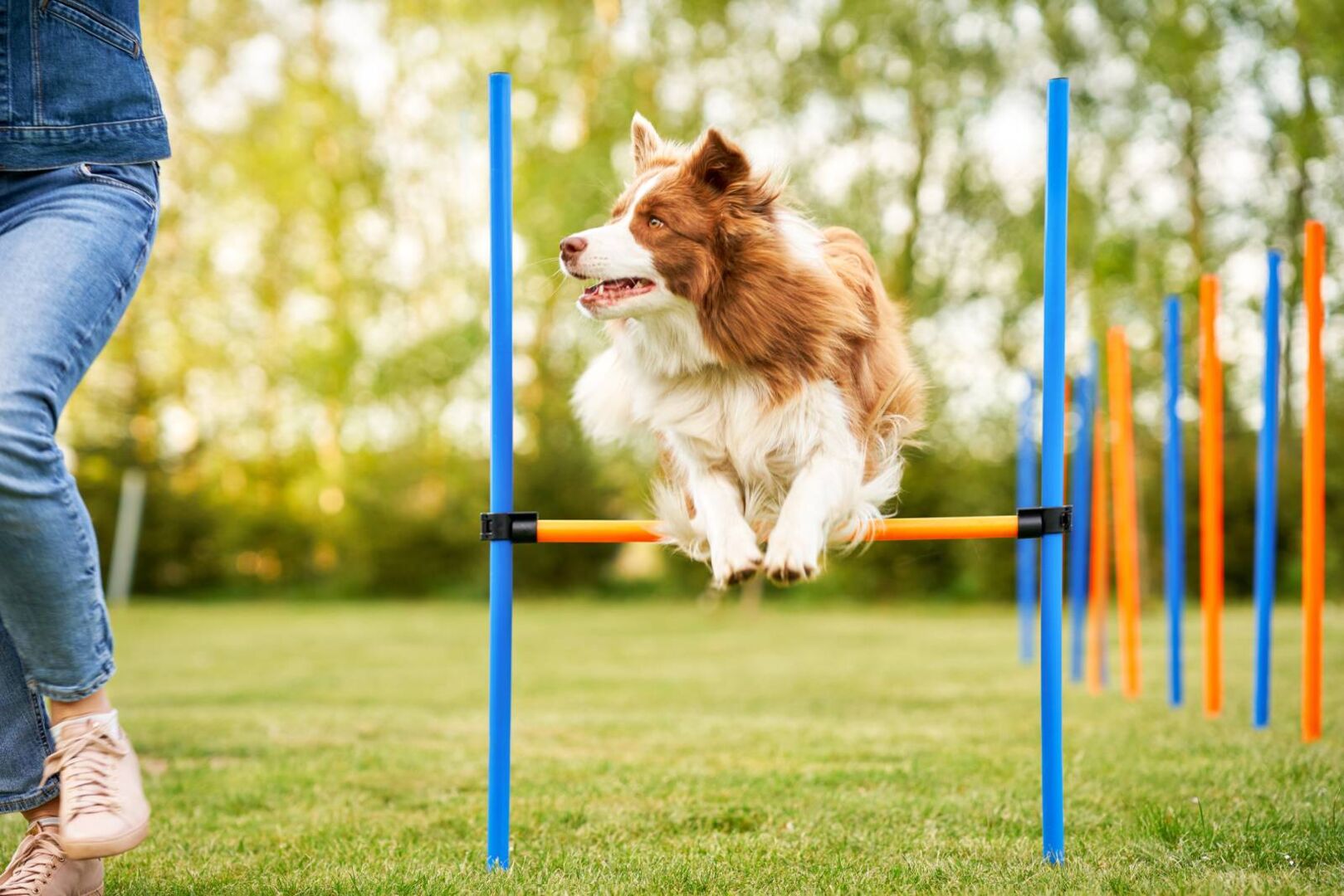 Hund überspringt eine Hürde bei einem Agility-Wettbewerb