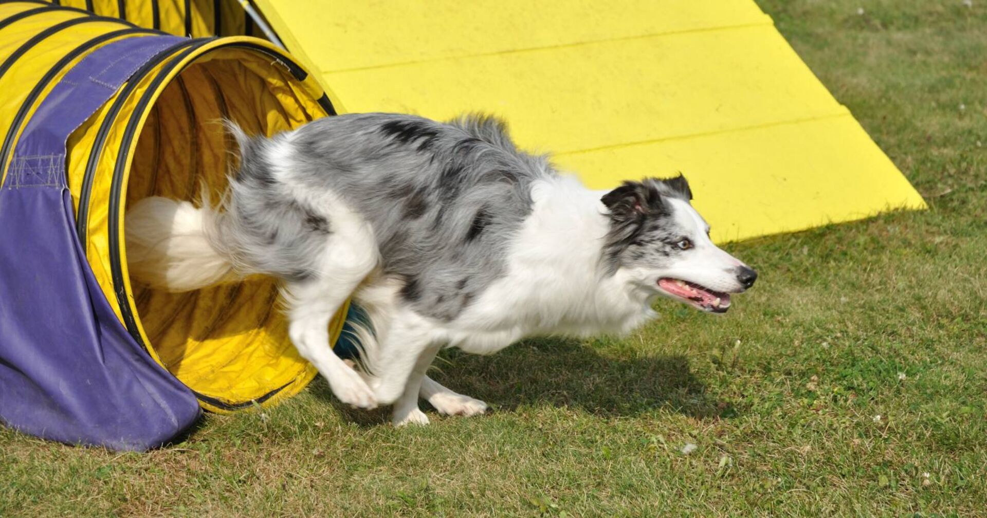 Border Collie läuft durch einen Agility-Tunnel