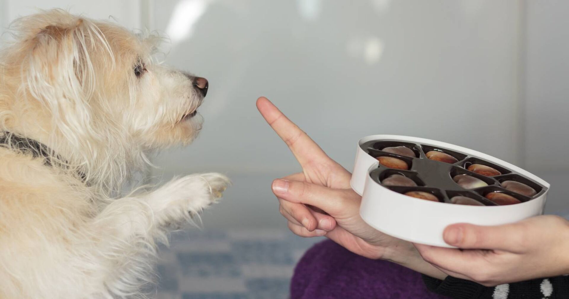 Hund bettelt um Schokoladenpralinen beim Besitzer