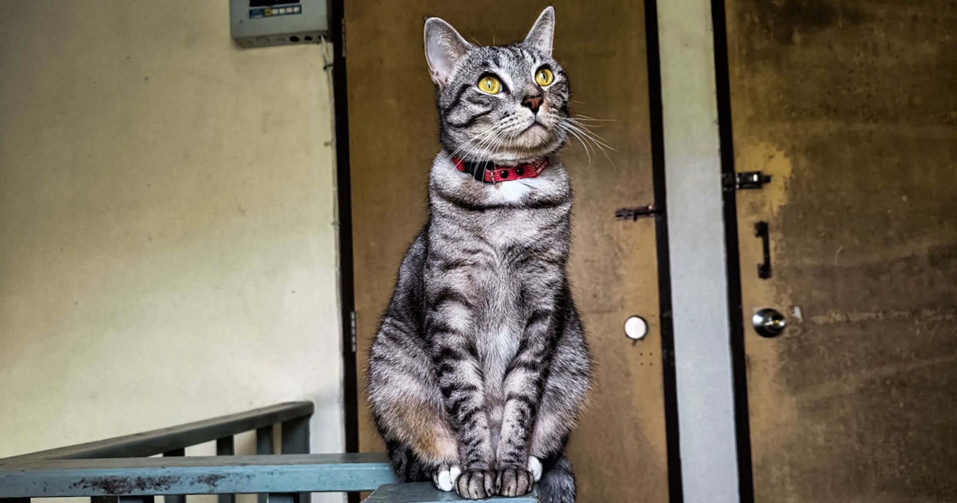 Katze sitzt auf dem Geländer in einem Stiegenhaus.