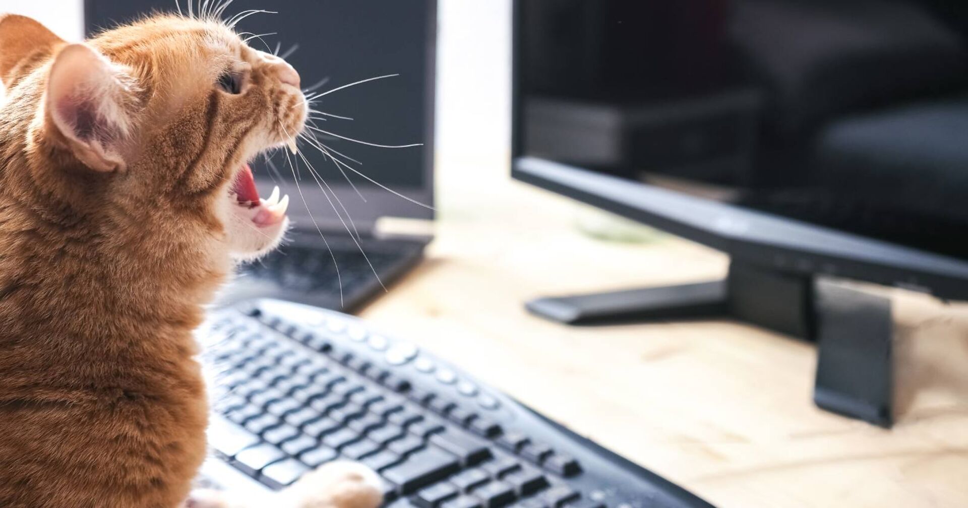 Katze, die vor dem Computer sitzt und diesen vor Langeweile angähnt
