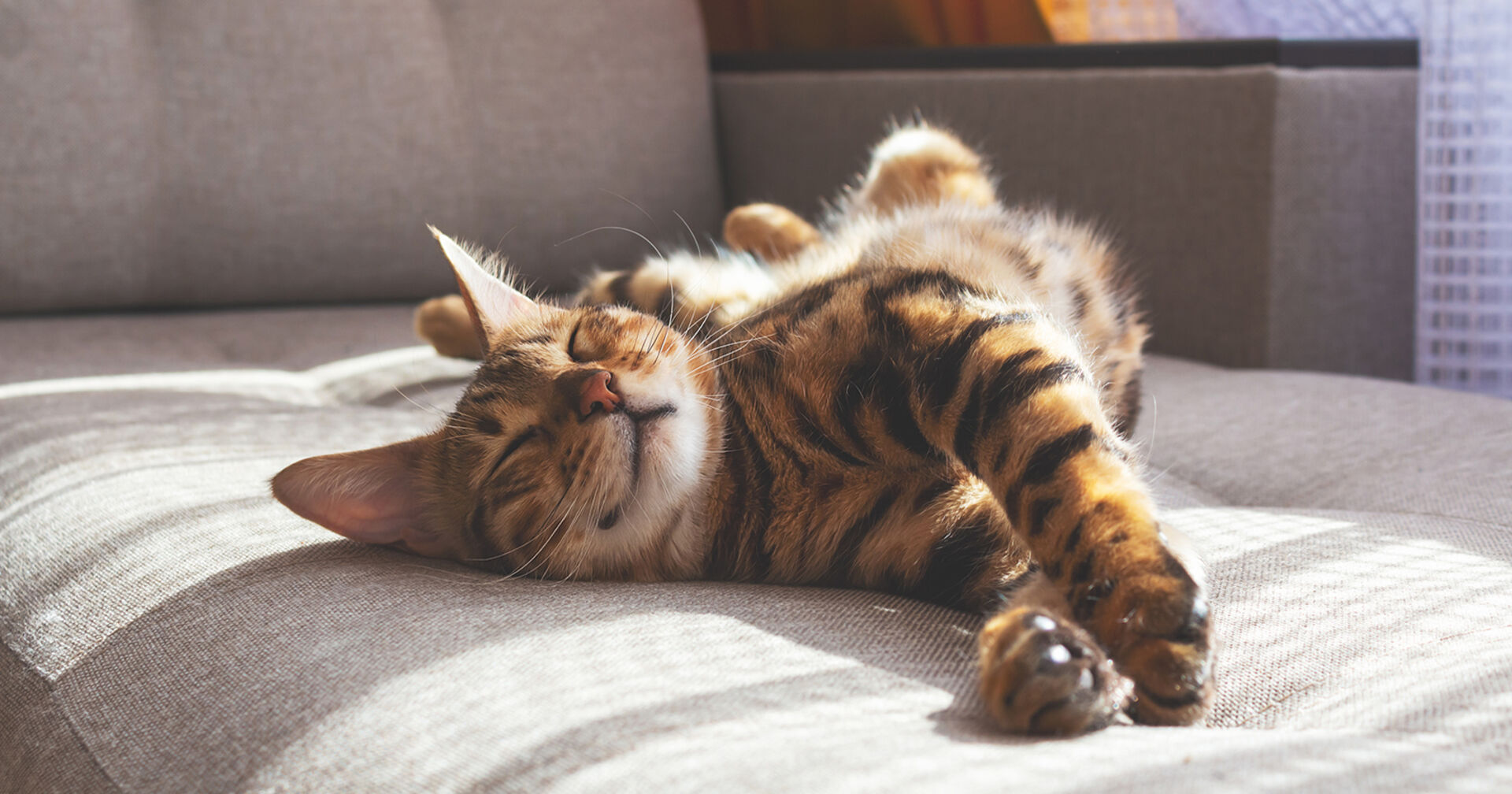 Katze schläft auf Sofa | Credit: iStock.com/Anna Derzhina