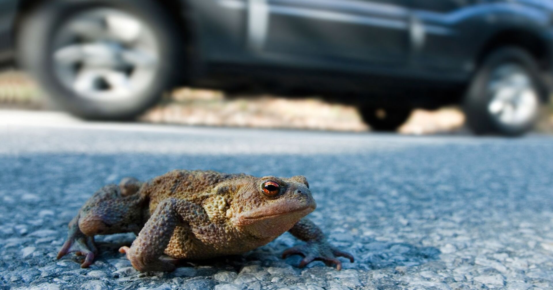 Eine Kröte auf einer Straße, dahinter ein schwarzes Auto.