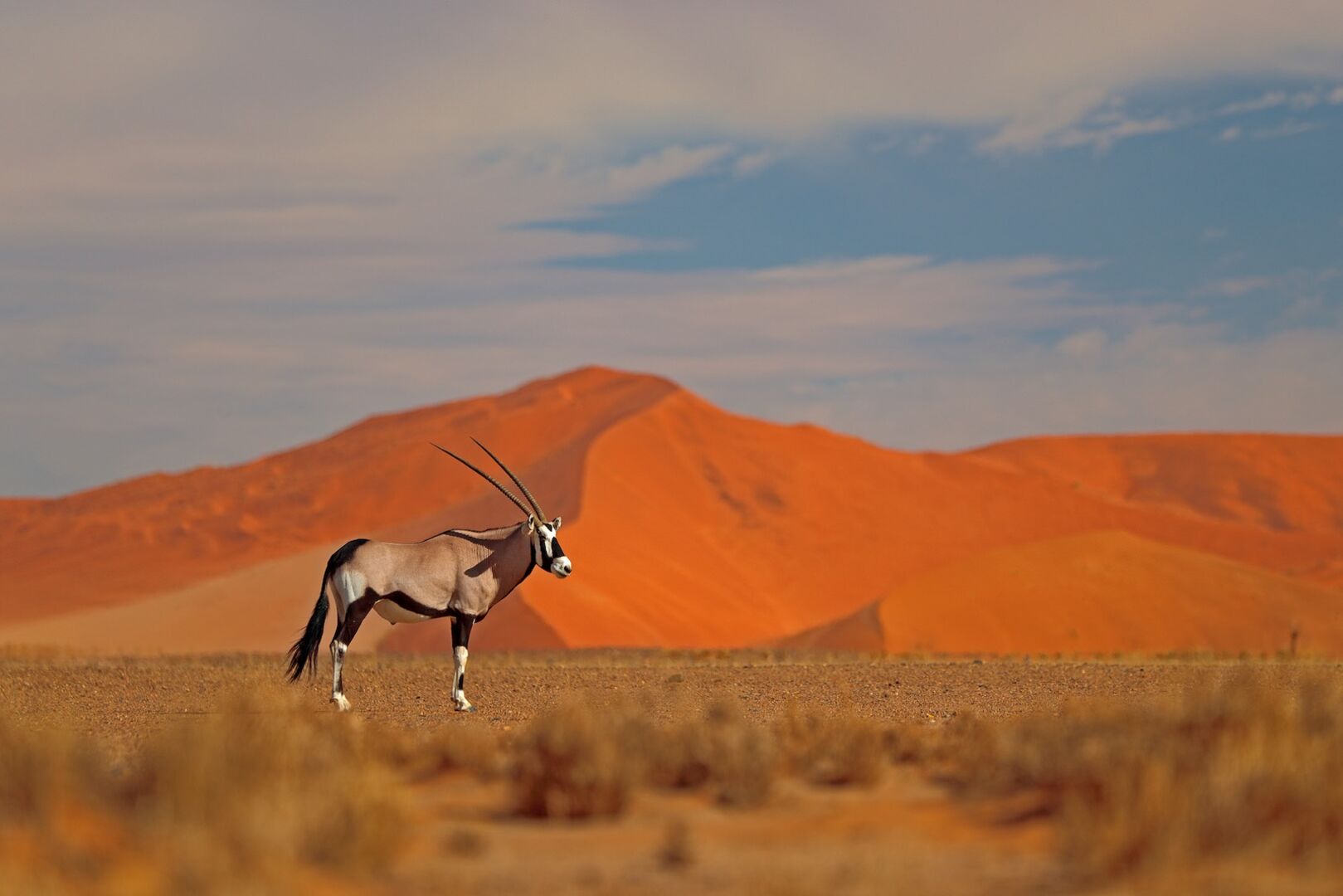 Eine Antilope in Namibia. Im Hintergrund rote Sanddünen.