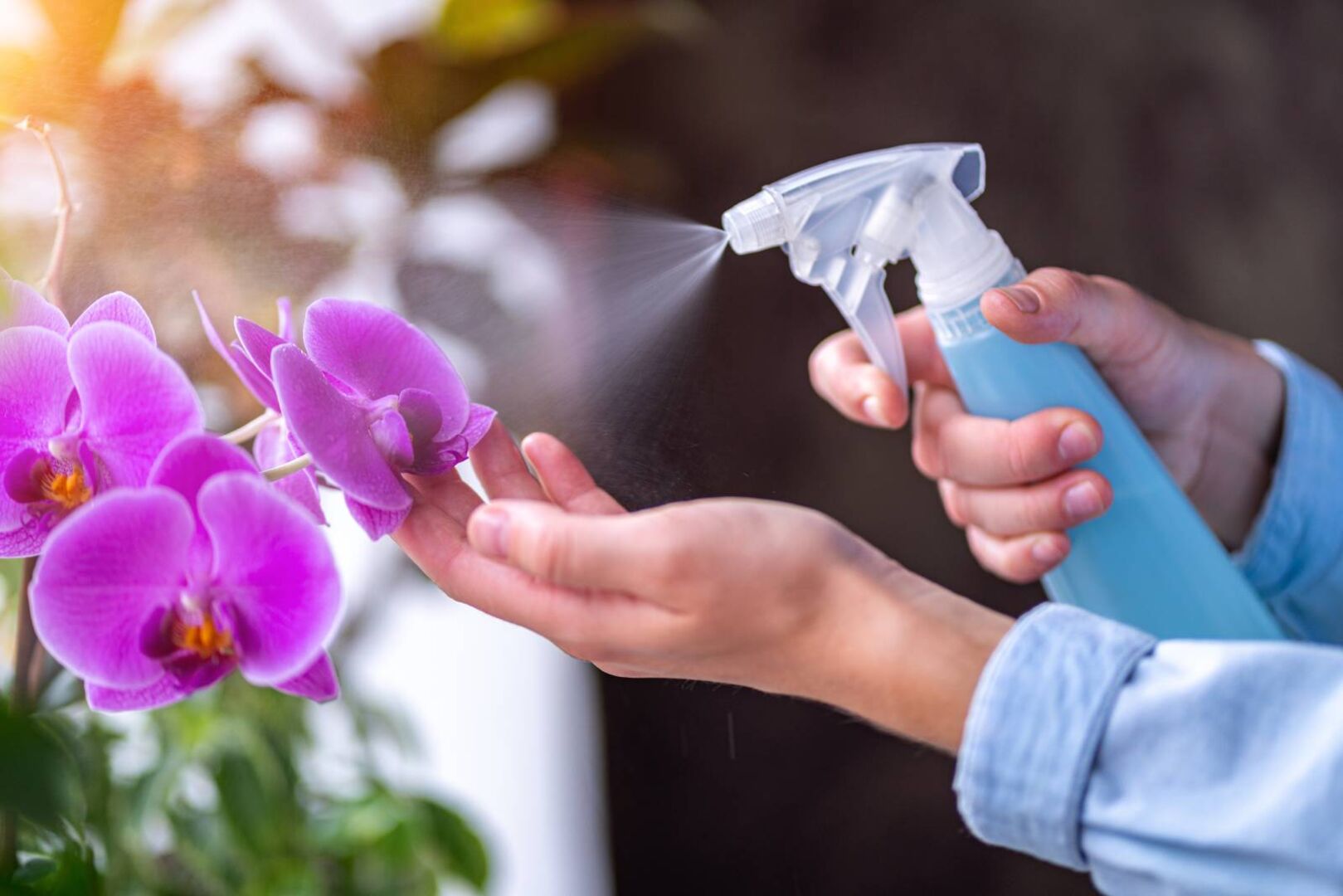Frische violette Orchideen werden mit Wasser besprayt