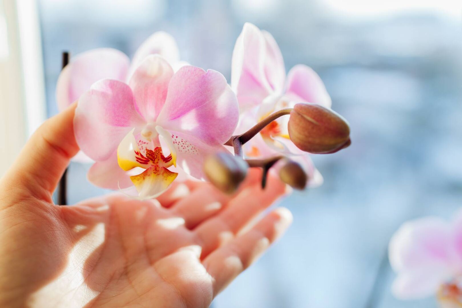 Hand einer Frau berührt die Blüten einer rosa Orchidee
