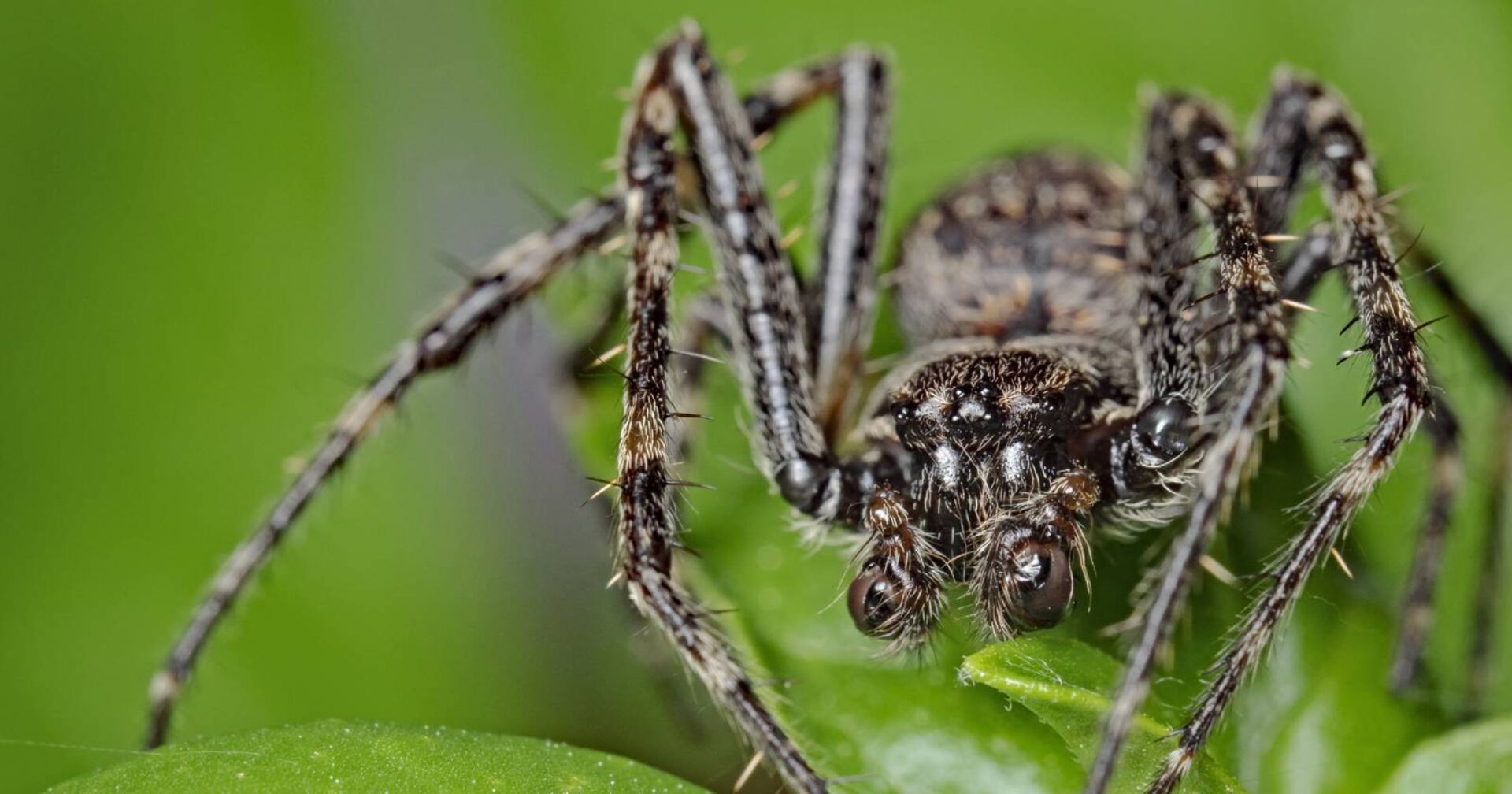 Spinne sitzt auf einer Hauspflanze