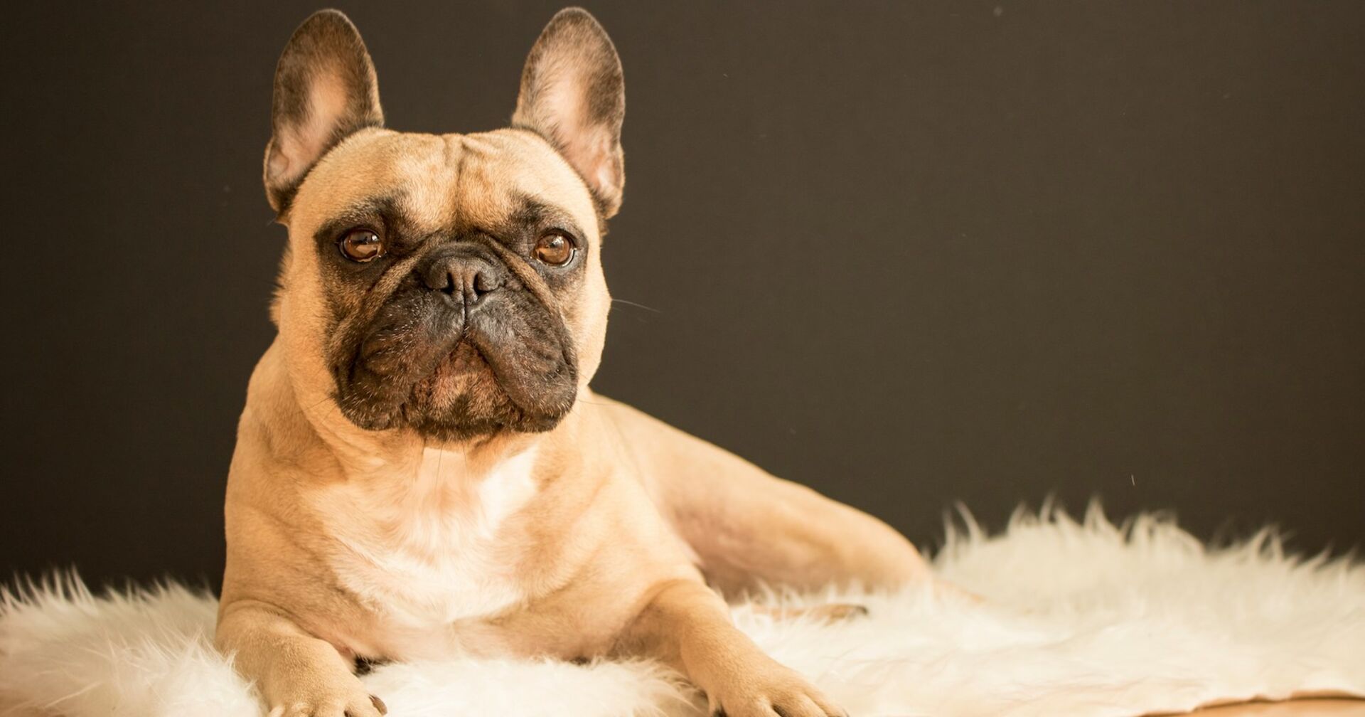 Ein Foto von einer beigen Französischen Bulldogge.