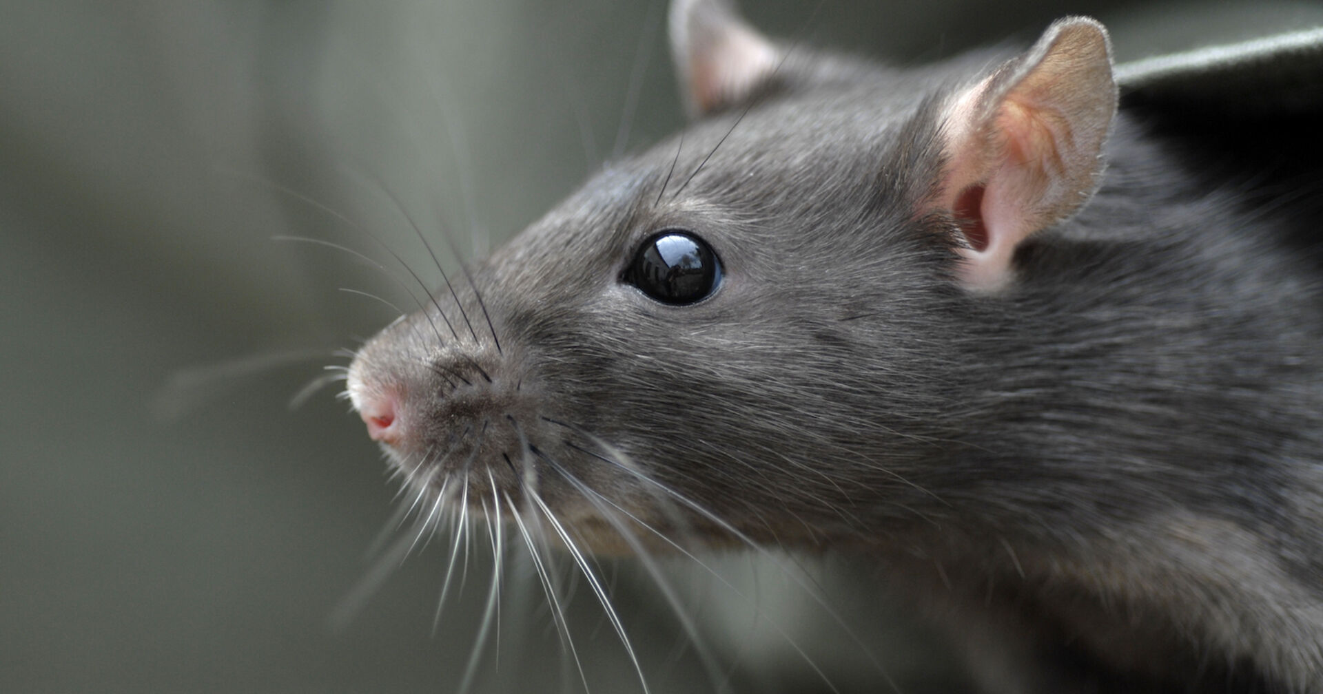 eine graue Ratte mit schwarzen Augen und weißen Barthaaren