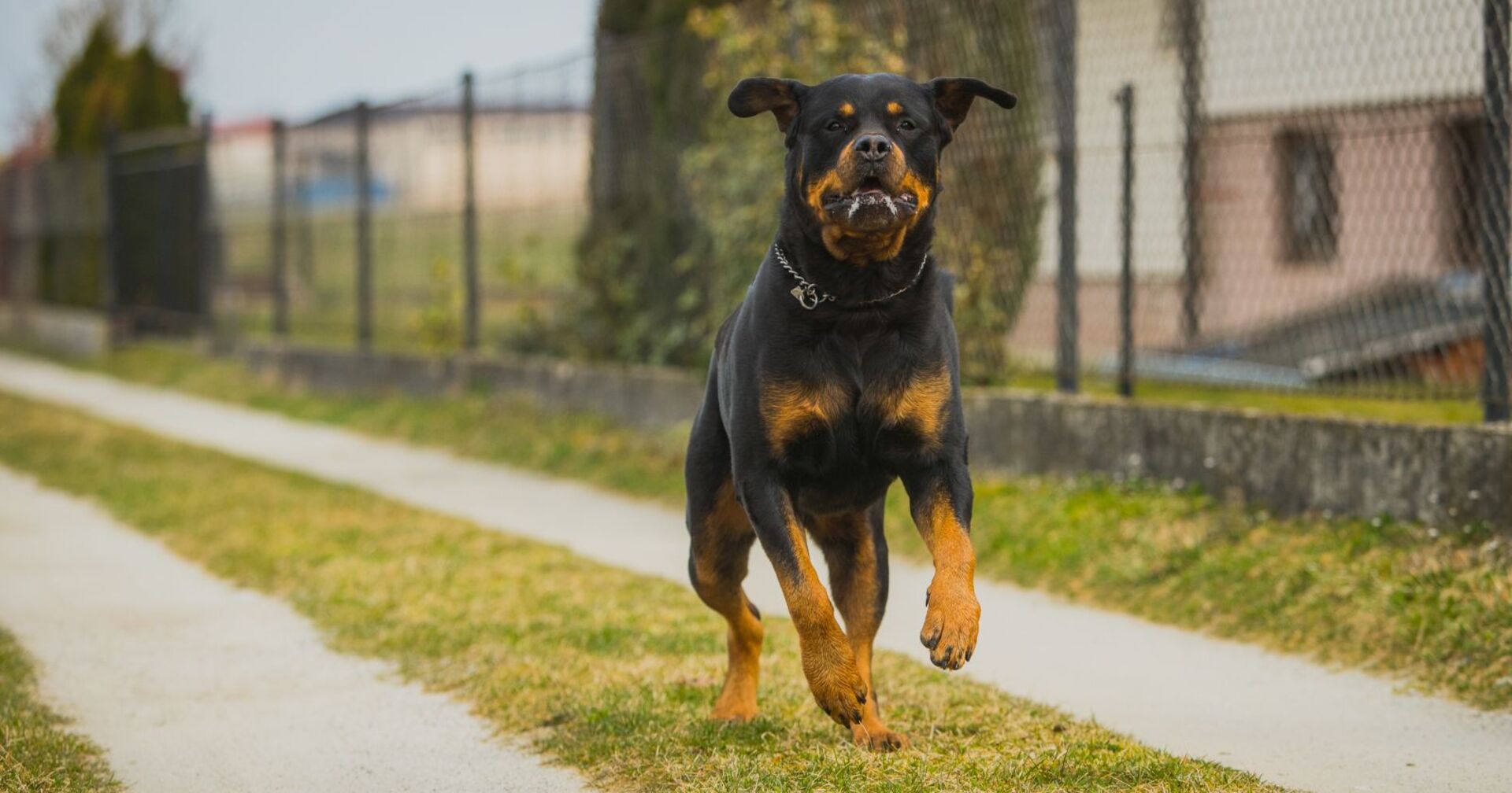 Ein Rottweiler läuft frei auf einer Straße.