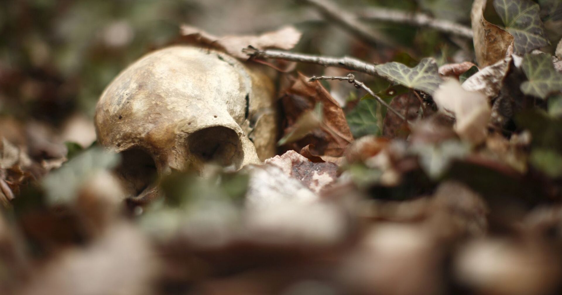 Ein Totenkopf verborgen unter Laub in einem Wald.