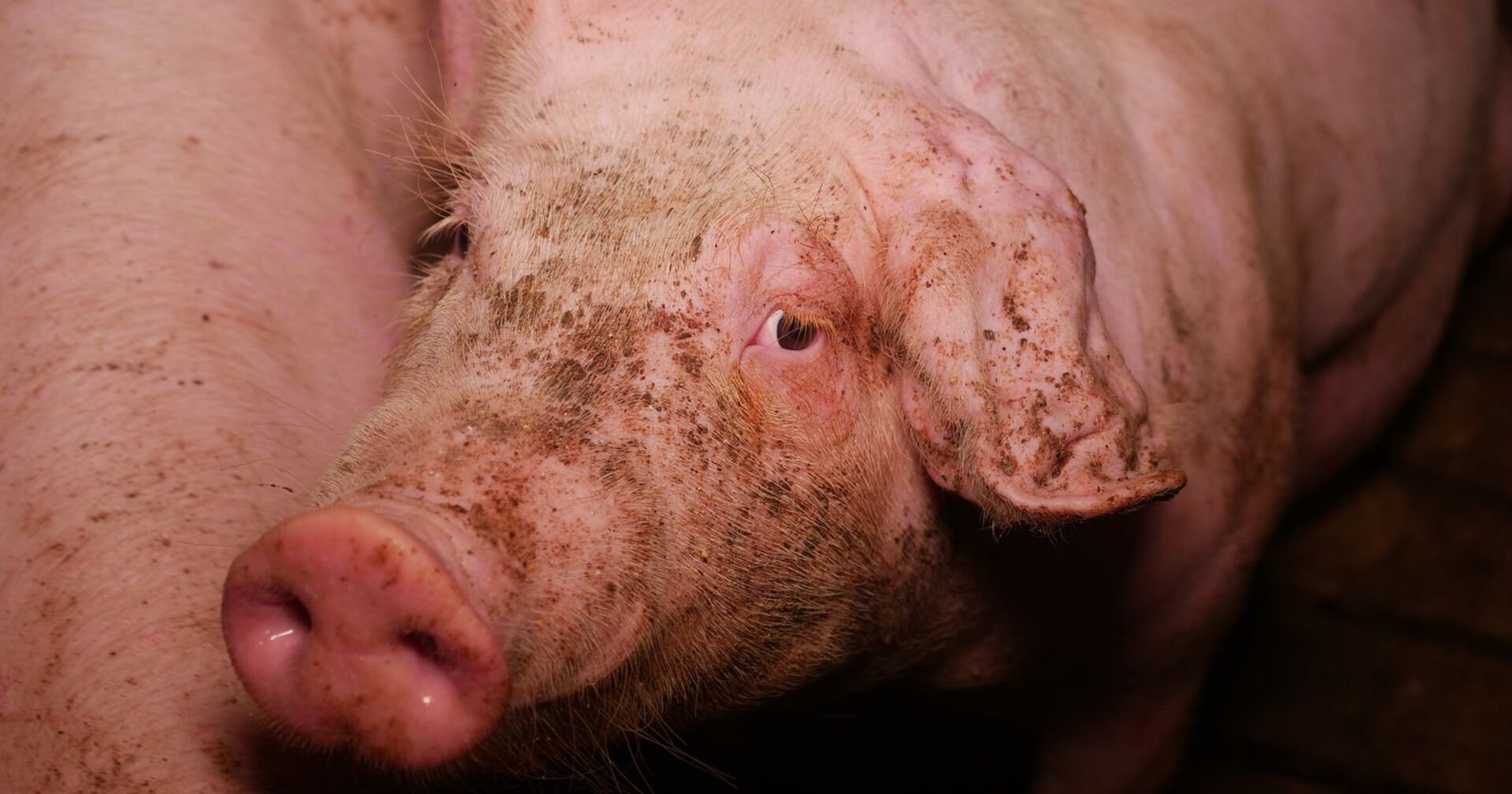 Ein traurig blickendes Schwein.