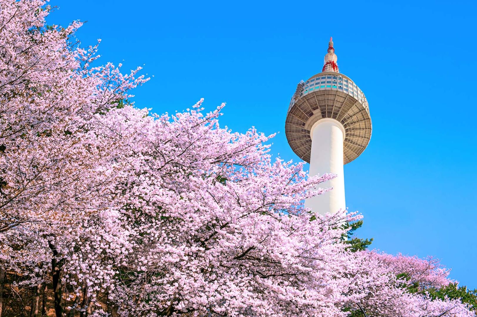 Kirschblüten nahe des Seoul Towers | Credit: iStock.com/tawatchaiprakobkit