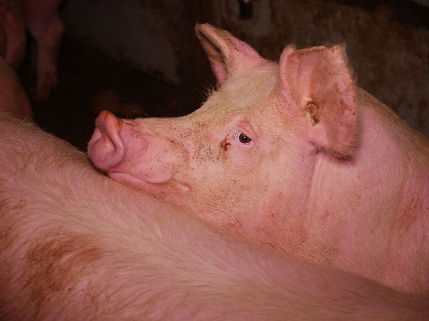 Zusammengepferchte Schweine in einem Mastbetrieb.