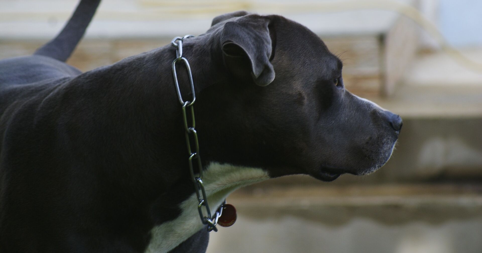 Ein schwarzer American Staffordshire Terrier.