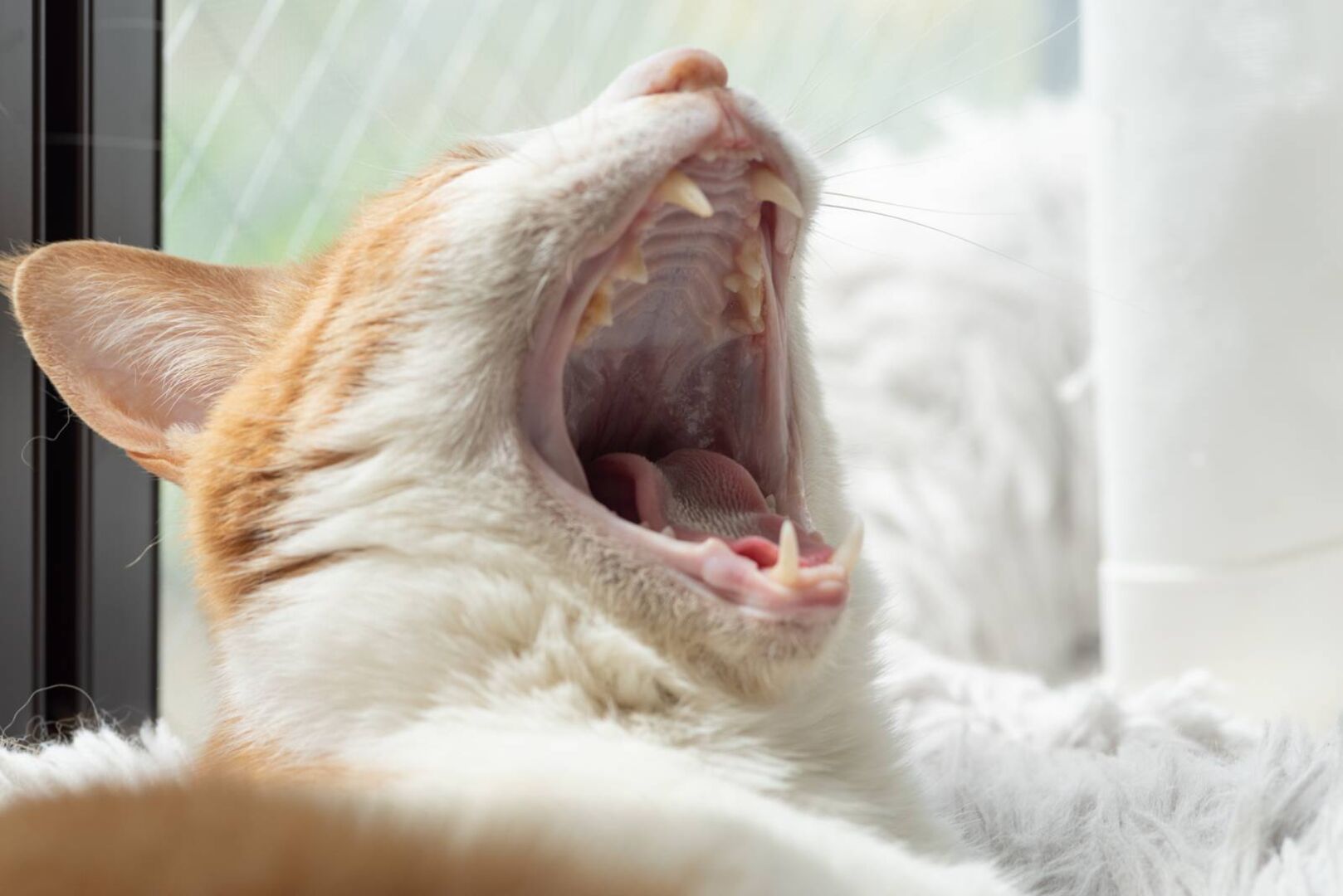 Katze gähnt herzhaft.