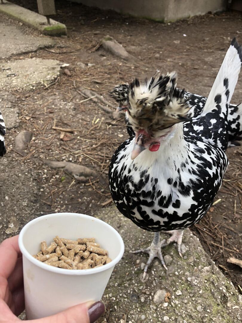 Füttern ist erlaubt,