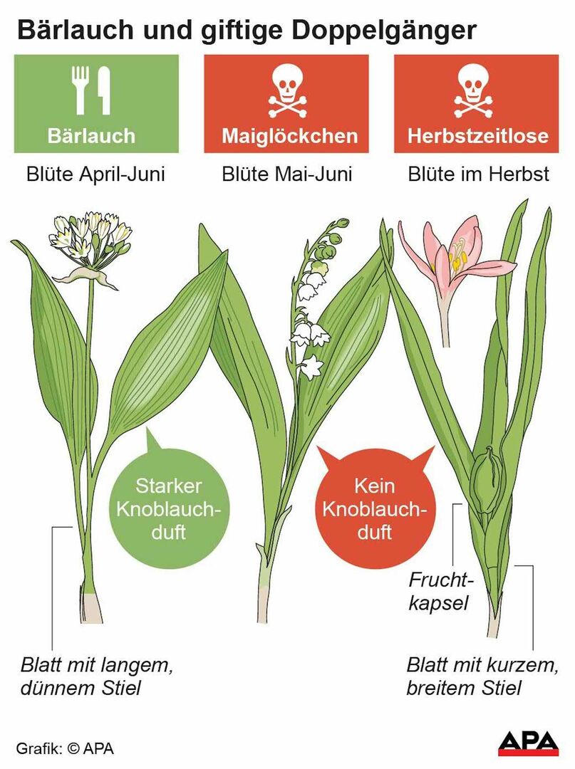 Grafische Darstellung, wie man Bärlauch, Maiglöckchen und Herbstzeitlose auseinander kennt.
