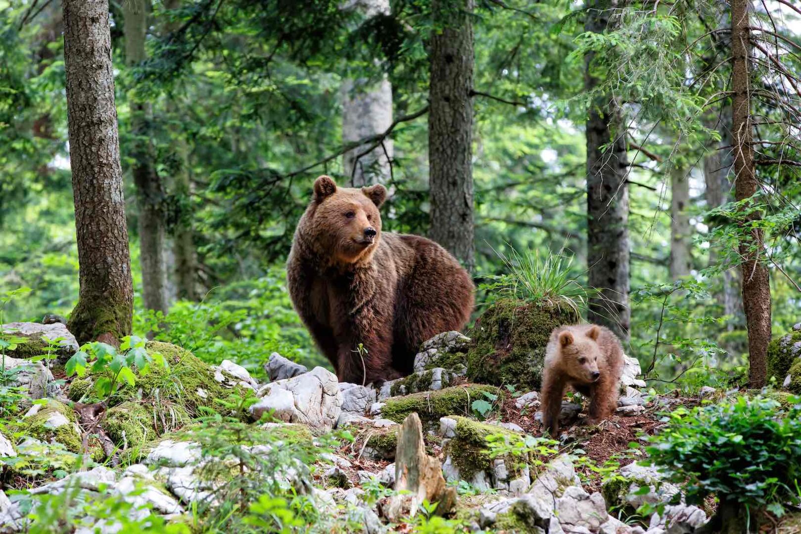 Eine Braunbärin mit Nachwuchs im Wald.