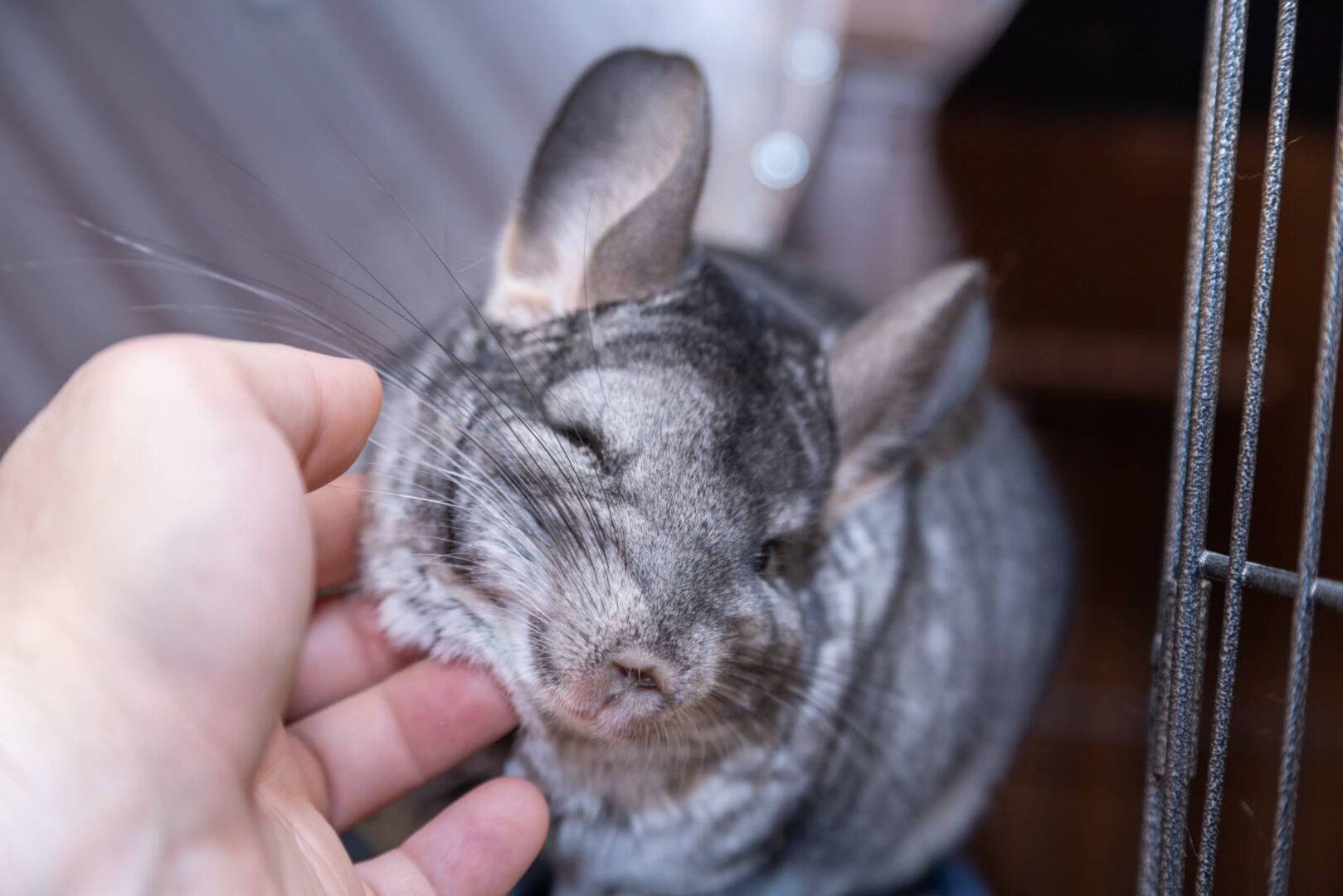 Detailansicht einer Hand des Besitzers, die das Kinn eines Chinchillas streichelt