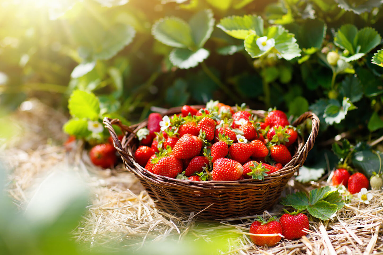 Erdbeeren in einem Korb | Credit: iStock.com/FamVeld