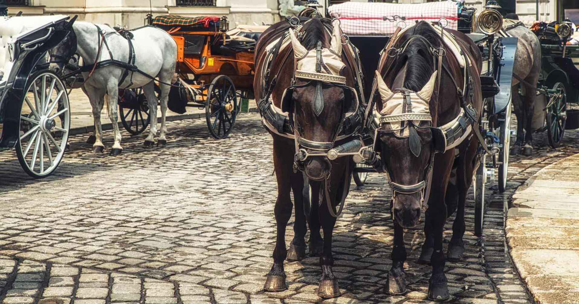 Mehrere Fiaker-Kutschen in Wien.