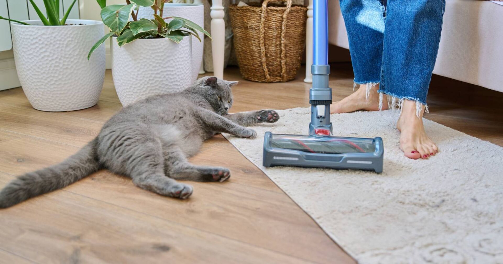 Detailaufnahme eines gereinigten Teppichs mit Katze im Hintergrund