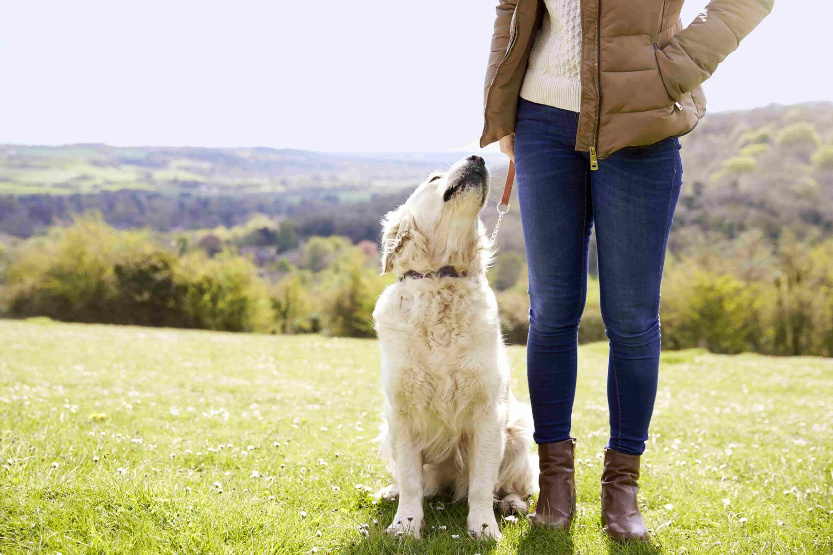Ein hellbrauner Retriever schaut treu zu seiner Besitzerin, die eine blaue Jean und eine braune Jacke trägt. Beide stehen auf einer grünen Wiese. Im Hintergrund sieht man ausgedehnte Wälder.