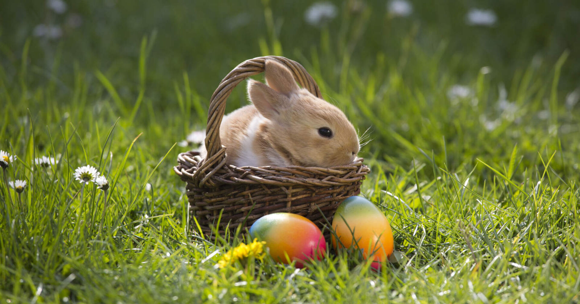 Kleiner Hase sitzt in einem Korb mit Ostereiern, der in einer Wiese steht