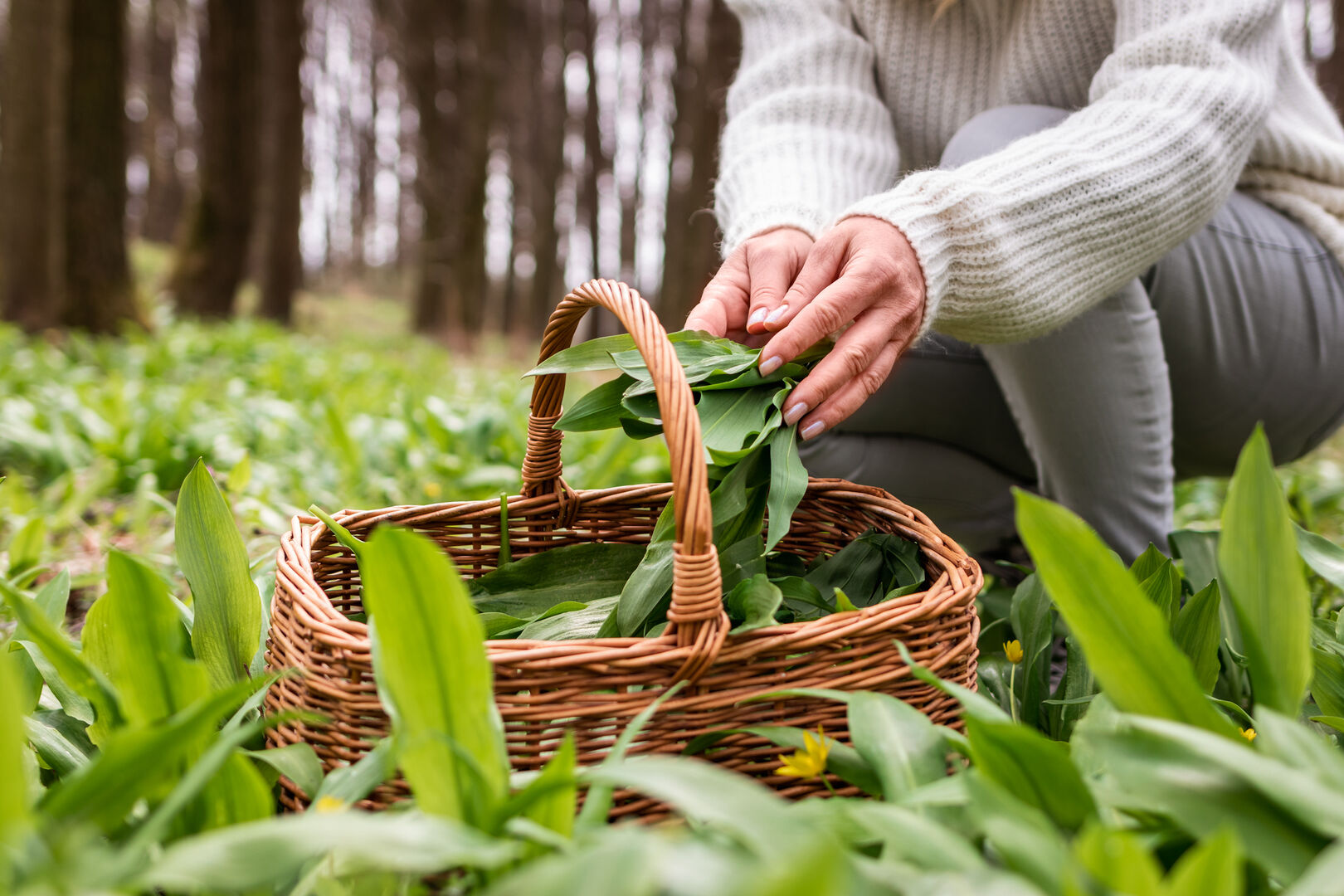 Eine Frau, die auf einem Waldboden kniend, Bärlauch-Blätter in einem Korb verstaut