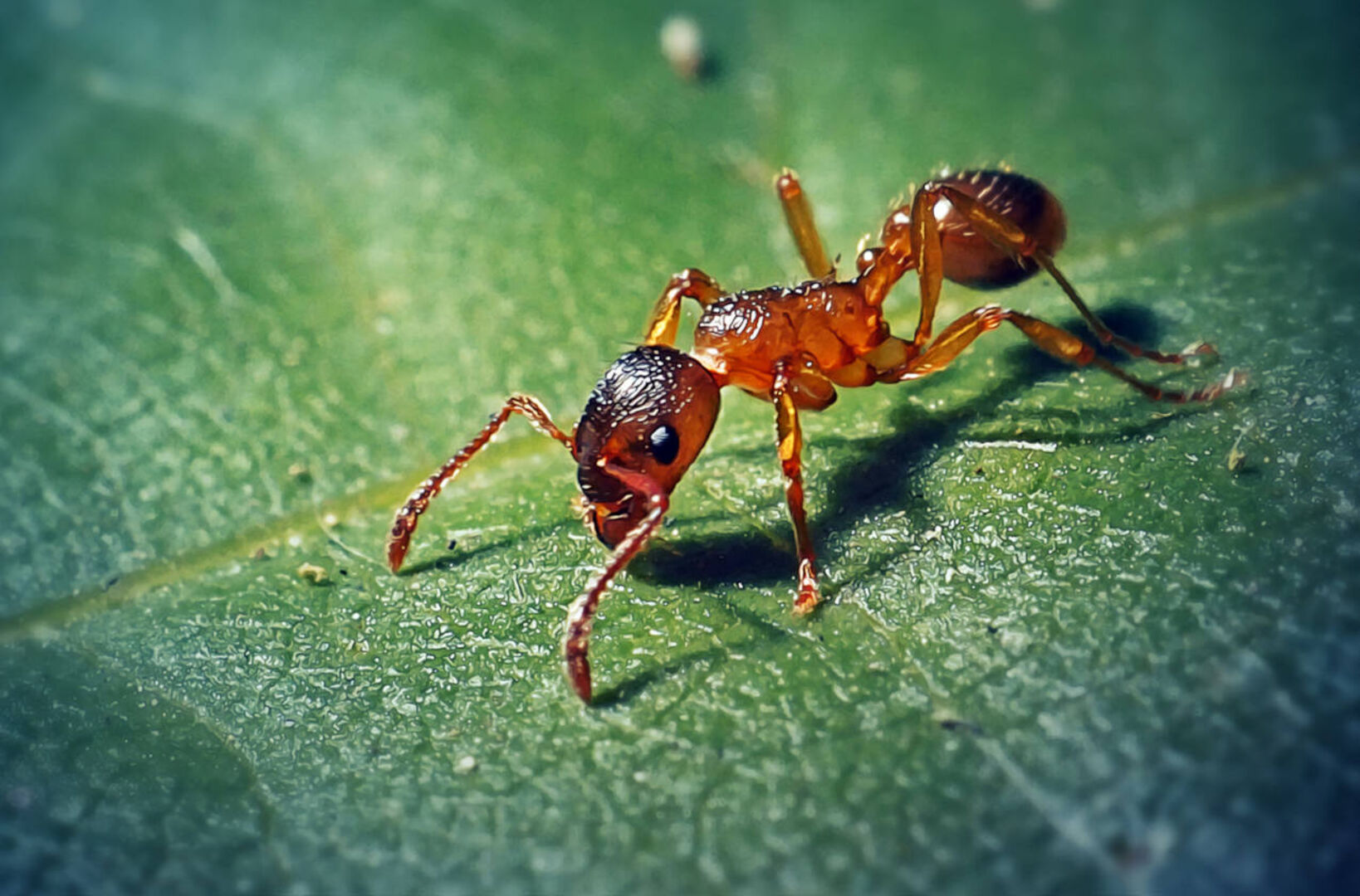 Eine Ameise auf einem Blatt.