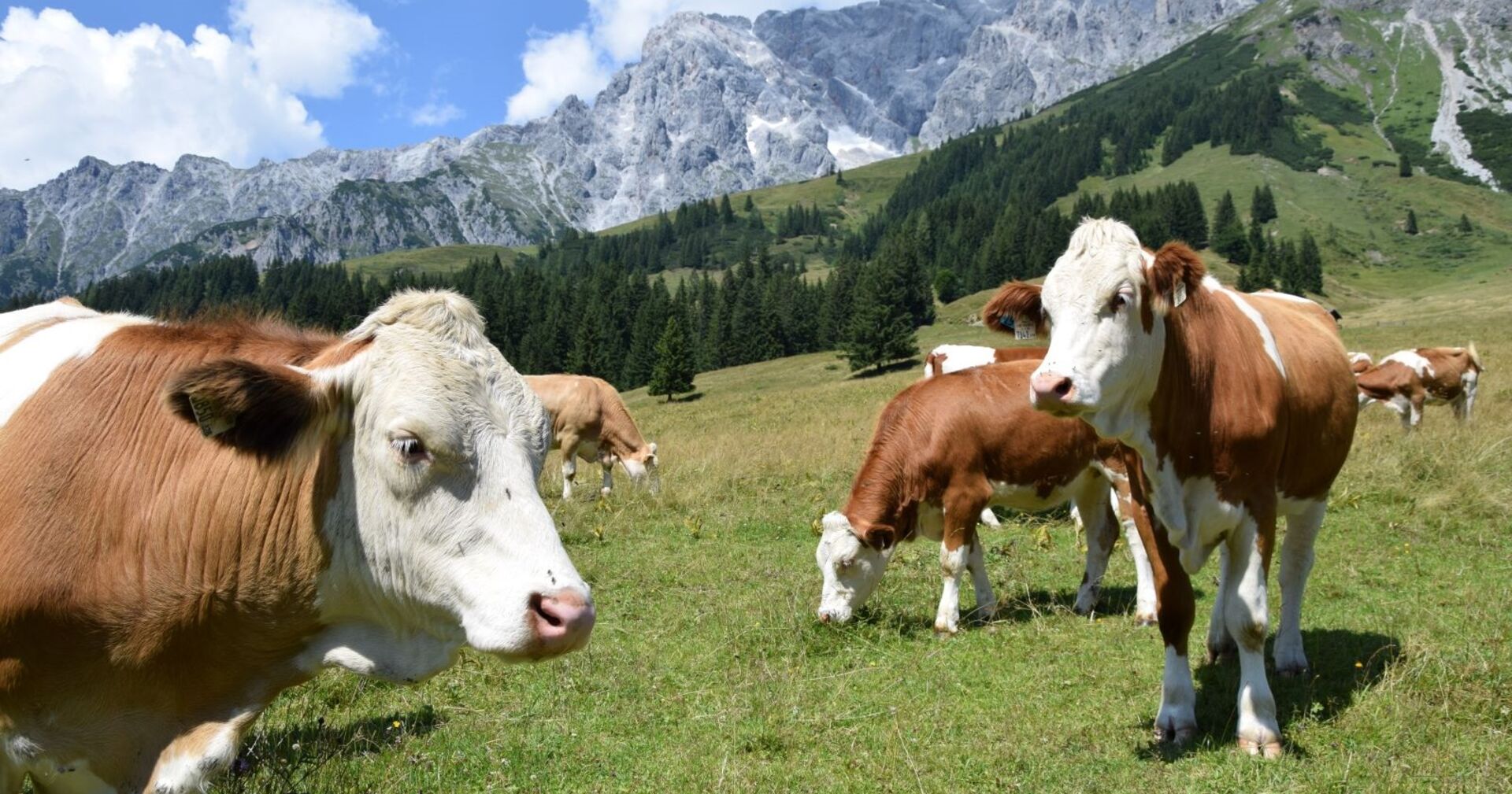 Grasende Kühe auf einer Weide mit Bergen im Hintergrund