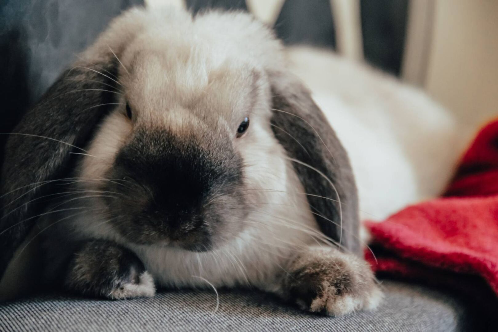 Vorderansicht eines Kaninchens, das entspannt auf einem Sofa sitzt.