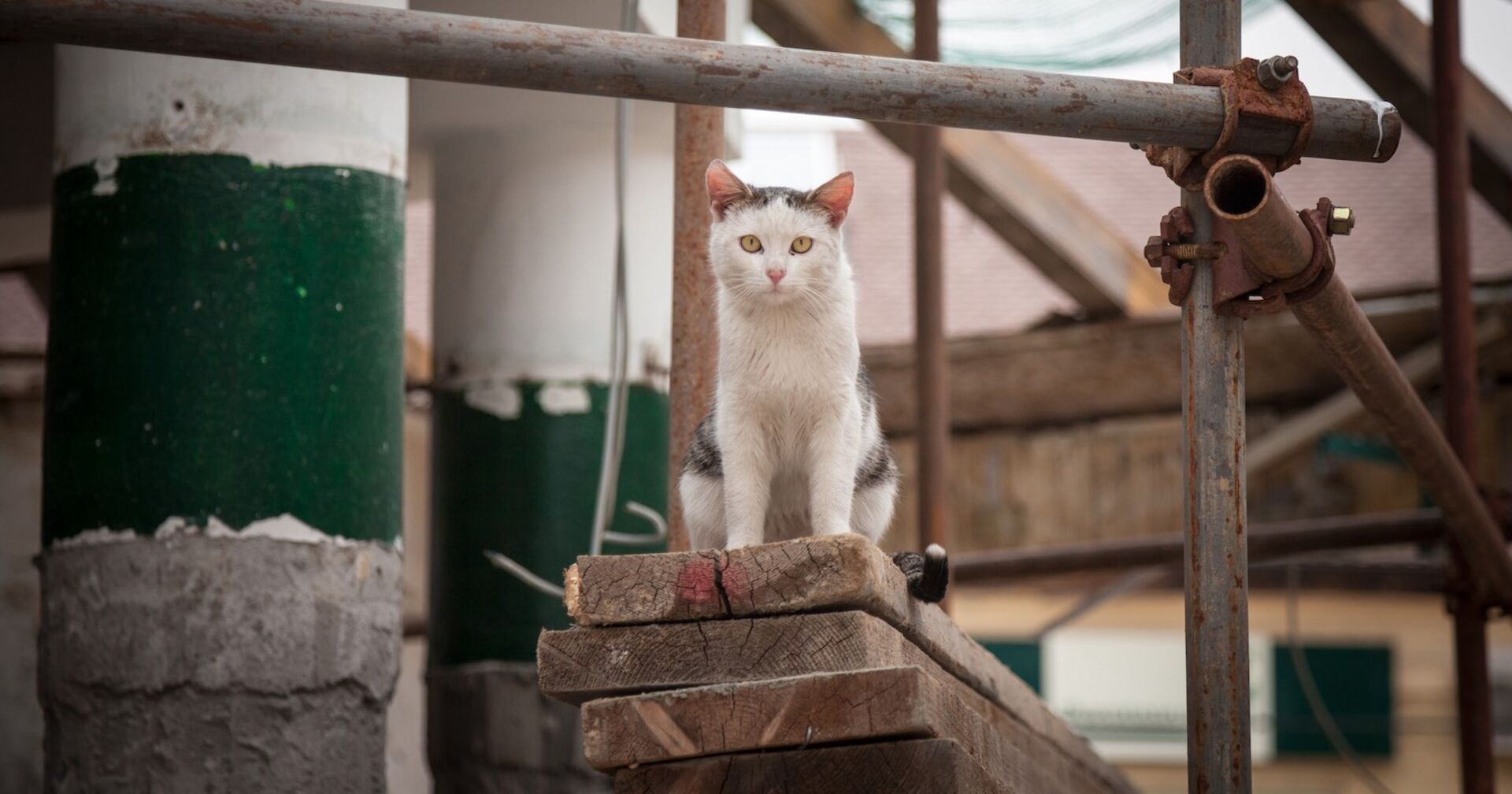 Eine streunende Katze auf einer Baustelle.