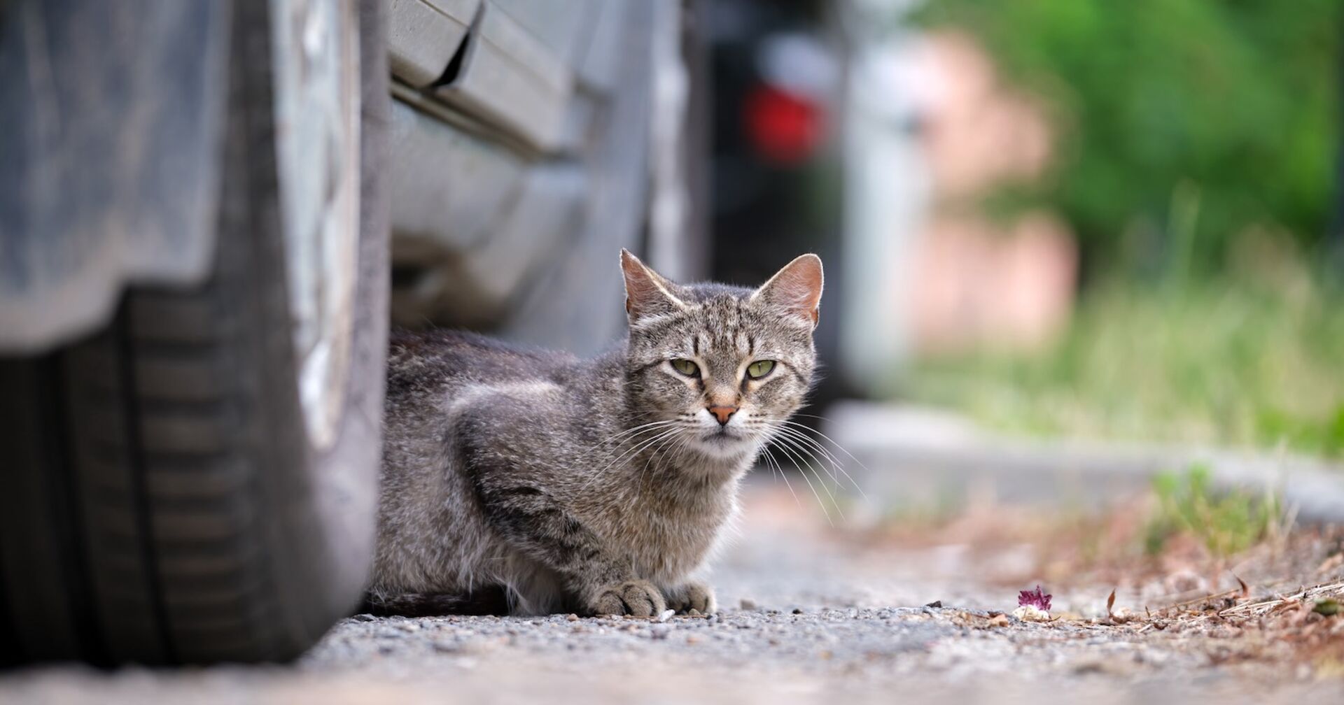 Eine getigerte Katze sitzt unter einem Auto.