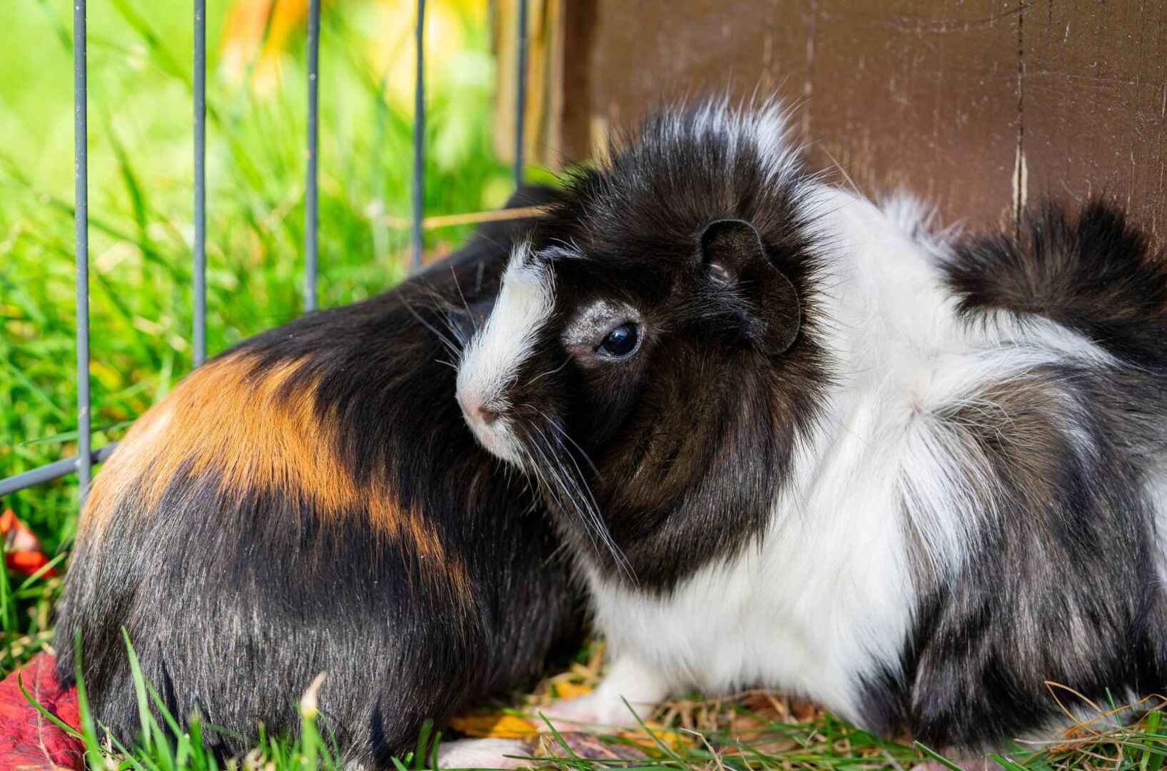 2 Meerschweinchen in einem Käfig im Freien