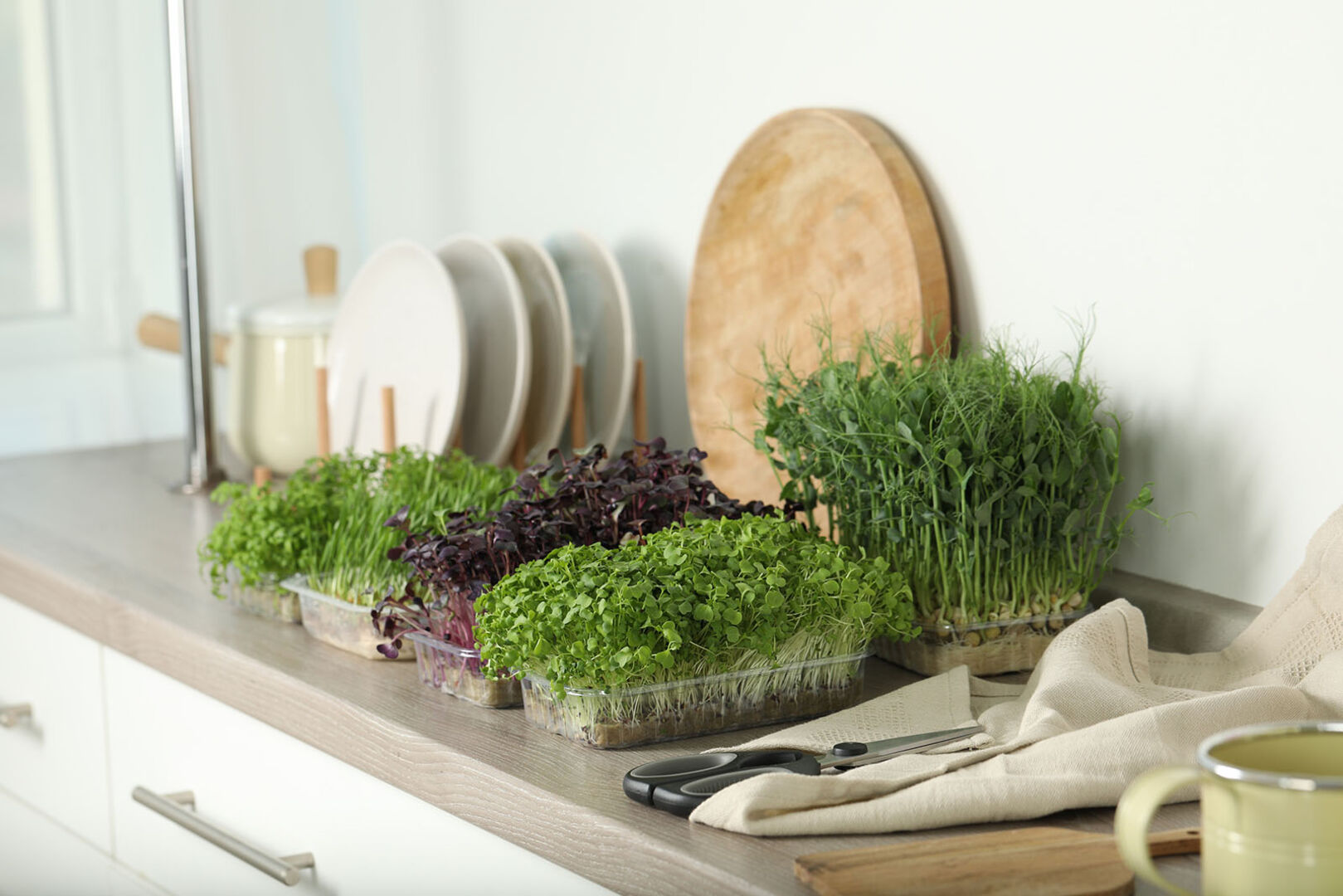 Microgreens auf Küchentheke | Credit: iStock.com/Liudmila Chernetska