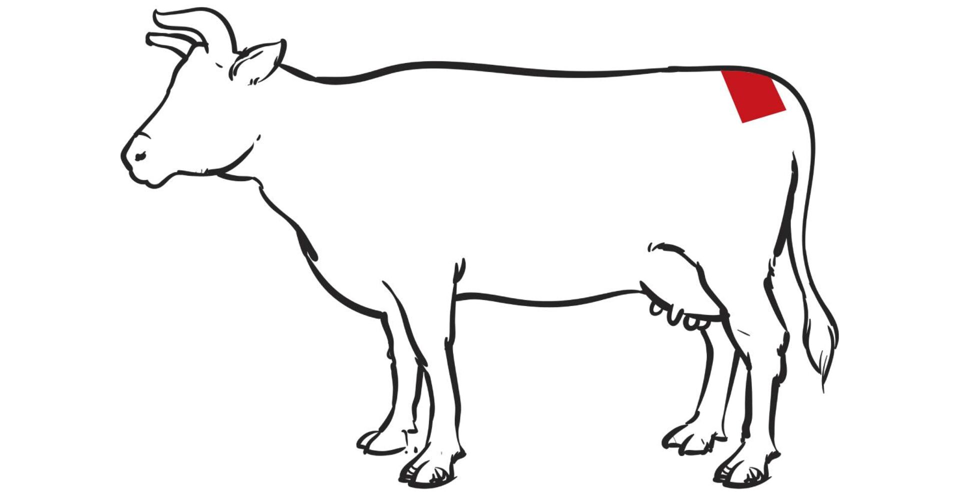 Comic-Illustration eines Rinds, in dem das hintere Stück der Hüfte für &quot;Picanha&quot; farblich mit rot hinterlegt ist.