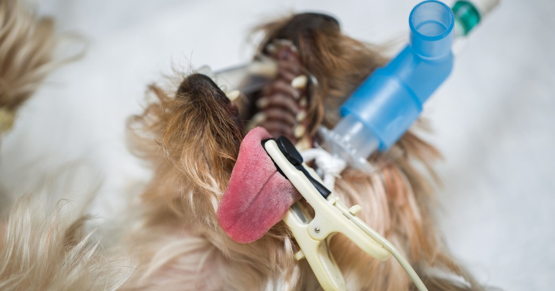 Ein Hund liegt auf dem Operationstisch.