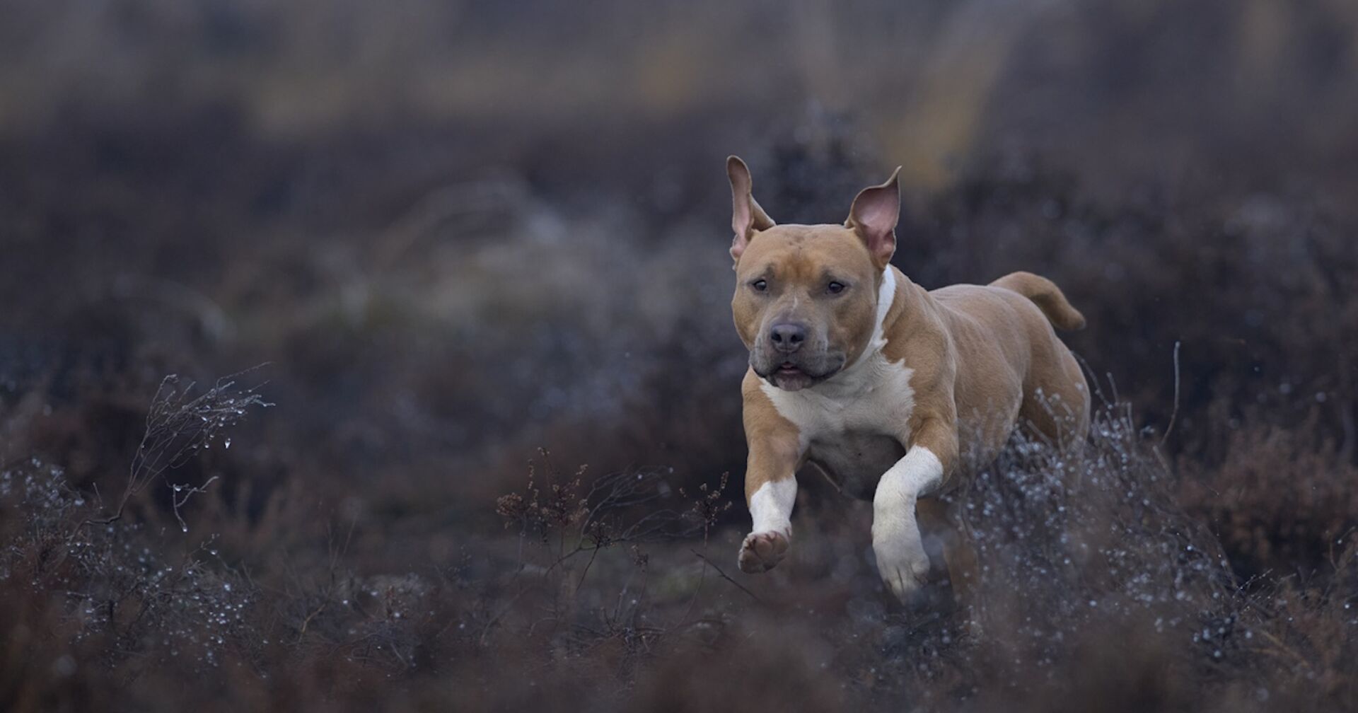 Eine American Staffordshire Terrier läuft über einen Wiese.