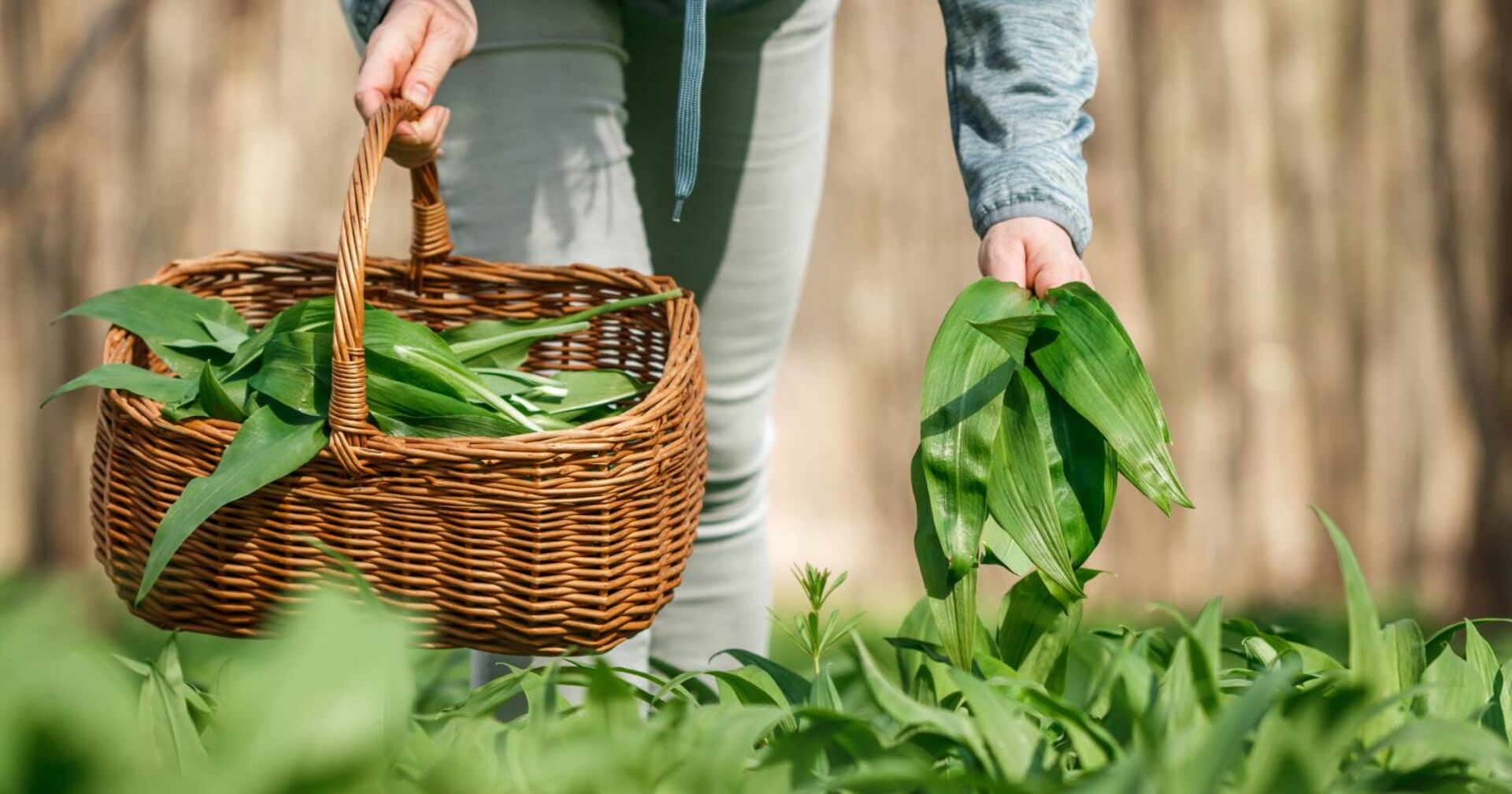 Detailansicht der unteren Körperhälfte einer Person, die im Wald frischen Bärlauch sammelt. In gebückter Haltung hält sie einen Korb mit bereits frischen Bärlauchblättern in der Hand.